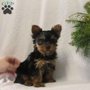 Merry, Yorkie Puppy